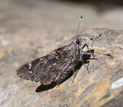 Agathymus baueri baueri