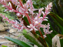 Helmholtzia glaberrima