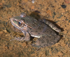 Lithobates yavapaiensis