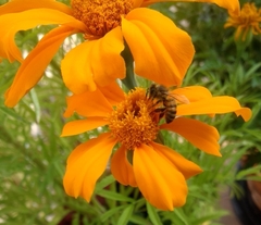 Apis mellifera