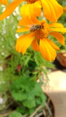 Apis mellifera