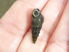 Batillaria attramentaria