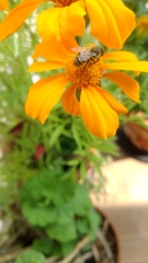 Apis mellifera