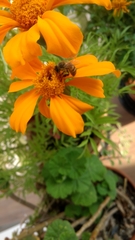 Apis mellifera