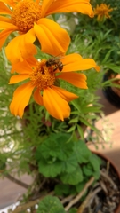 Apis mellifera