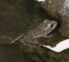 Lithobates yavapaiensis