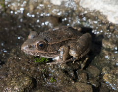 Lithobates yavapaiensis