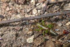 Austrosalomona destructor