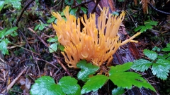 Ramaria sandaracina