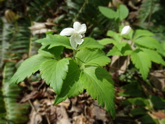 Anemonoides quinquefolia