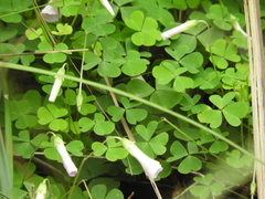 Oxalis incarnata