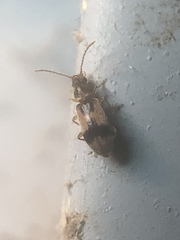 Notoxus desertus