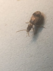 Notoxus desertus