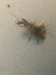 Notoxus desertus