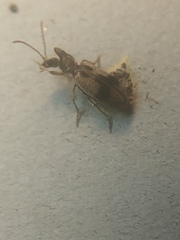 Notoxus desertus