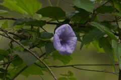 Ipomoea lindenii