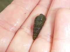 Batillaria attramentaria