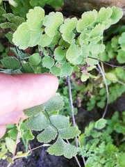 Adiantum chilense scabrum