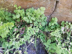 Adiantum chilense scabrum