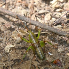 Austrosalomona destructor