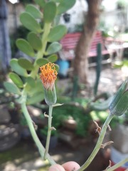 Kleinia petraea