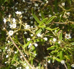 Logania linifolia