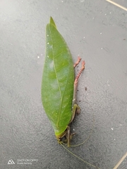 Onomarchus uninotatus