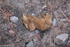Amphibolips confluenta