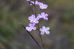 Buchnera pusilla