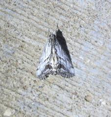 Evergestis simulatilis