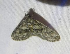 Prionomelia spododea