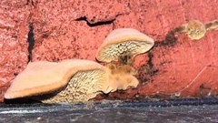 Gloeophyllaceae
