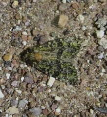 Paramiana smaragdina