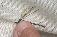 Lestes eurinus
