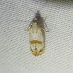 Platphalonidia