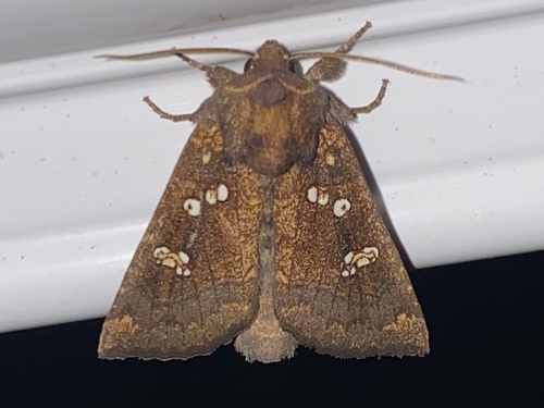 Seaside Goldenrod Borer Moth photo 5