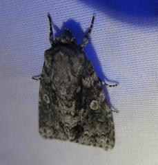 Acronicta brumosa