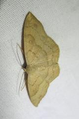 Semaeopus gracilata