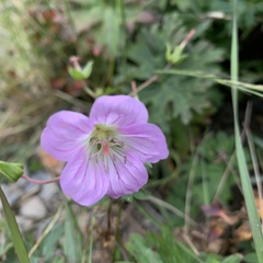 Geranium hayatanum