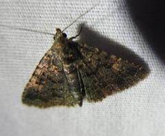 Metalectra miserulata