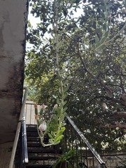 Kleinia petraea