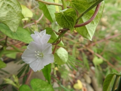 Jacquemontia paniculata