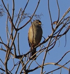 Zonotrichia atricapilla