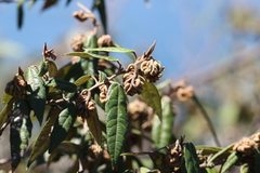 Lasiopetalum macrophyllum