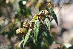 Lasiopetalum macrophyllum
