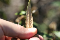 Lasiopetalum macrophyllum