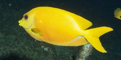 Siganus corallinus