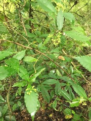 Psychotria horizontalis