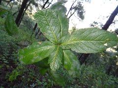 Quercus rysophylla