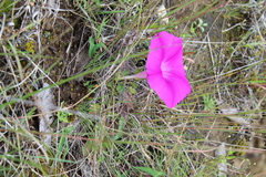 Ipomoea elongata